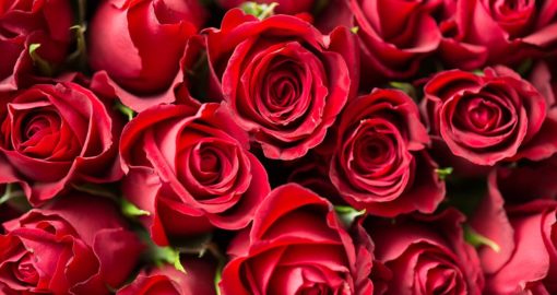 Fleurs pour la St Valentin