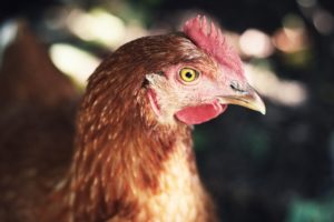 Un coq