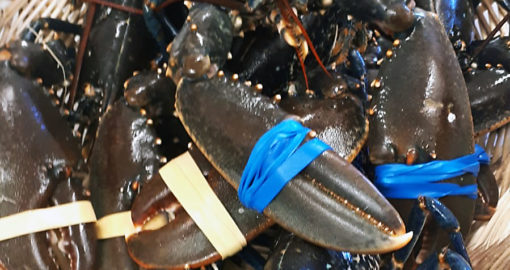 Réception de homards au Fil Rouge